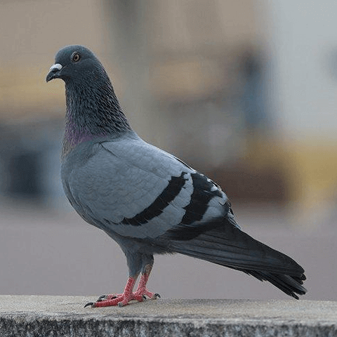 pigeon standing bird control sarasota