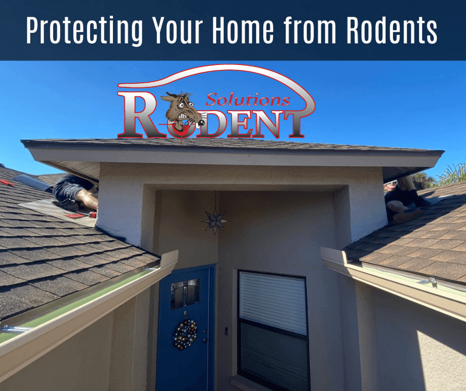 Rodent Solutions Performing Rodent Control On A Home