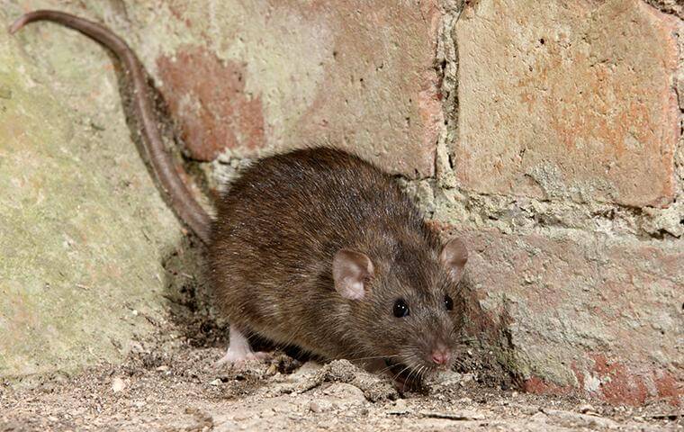 Rat - Rodents in Sarasota