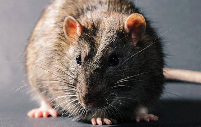 Rat - Problems rats can create