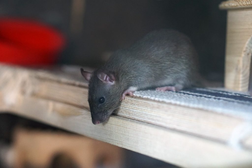 Rat on the side of cabinet - rat control Sarasota