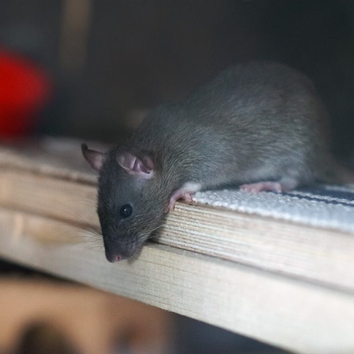 Rat on the side of cabinet - rat control Sarasota