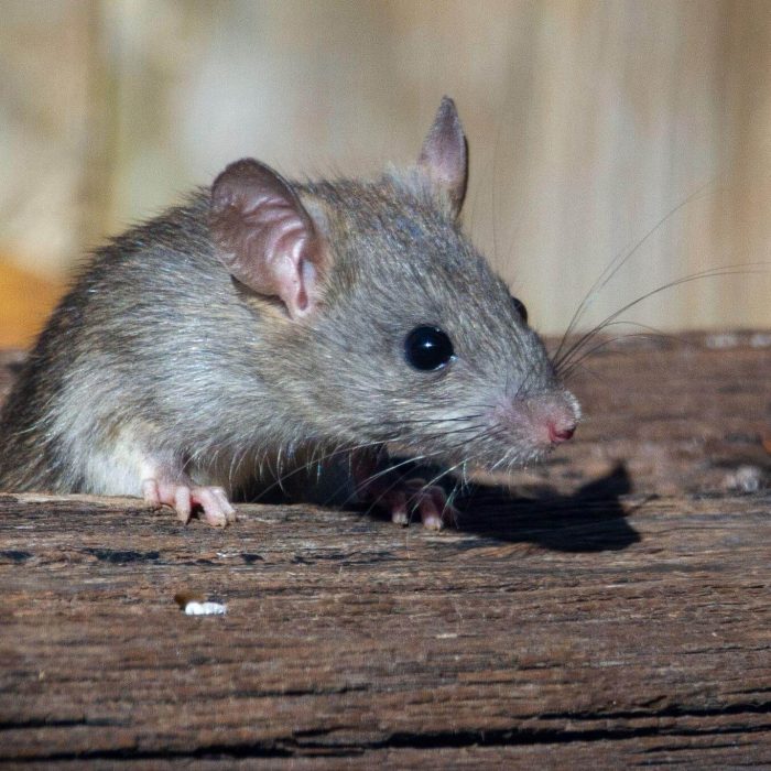 Rat sneaks out the hole - Rat control services Bradenton