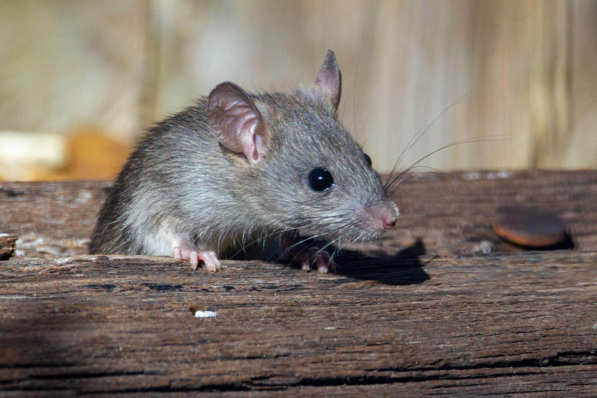 rat sneak out the hole rodent pest control bradenton