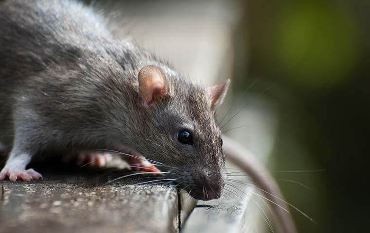 Rat - How to keep rats out of your home
