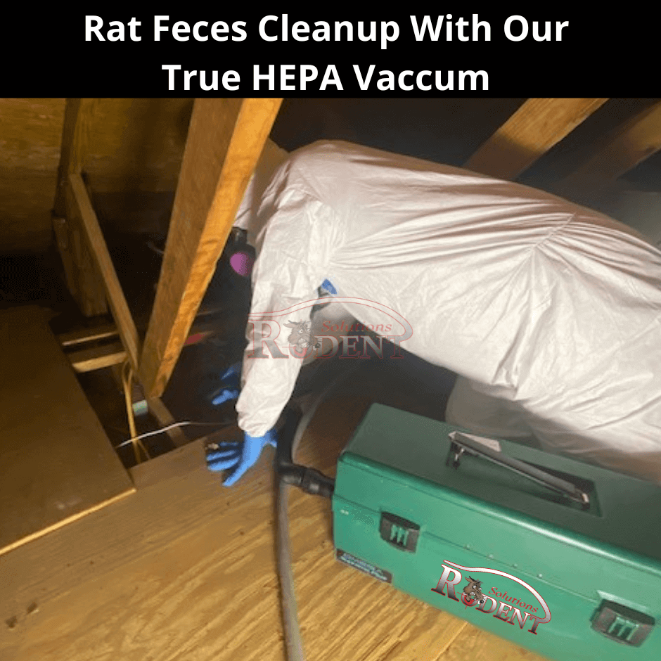 rat dropping cleanup with our true HEPA Vac - Decontamination Services