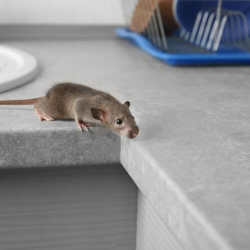 rodent in the kitchen rat control