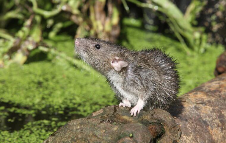 Rodent Pest Control - rodent stepping on rock rat control Parrish