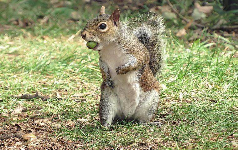 Squirrel with an acorn - How to keep squirrels away