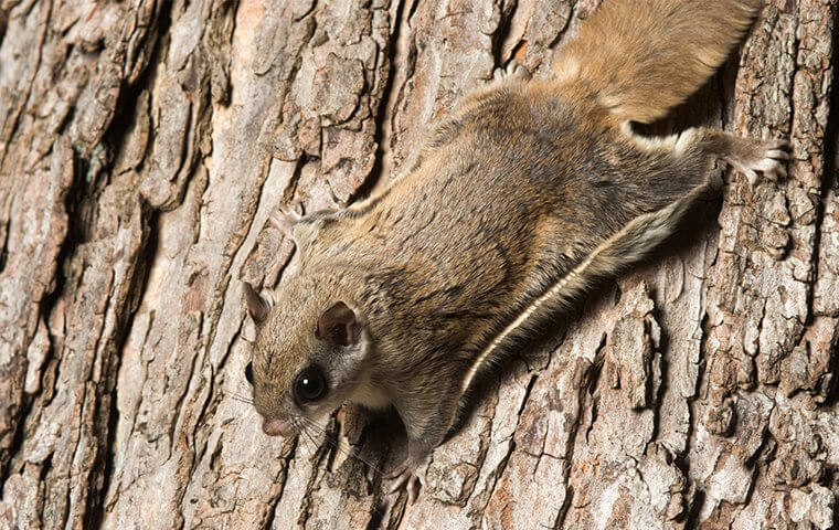 squirrel on a tree rodent control parrish