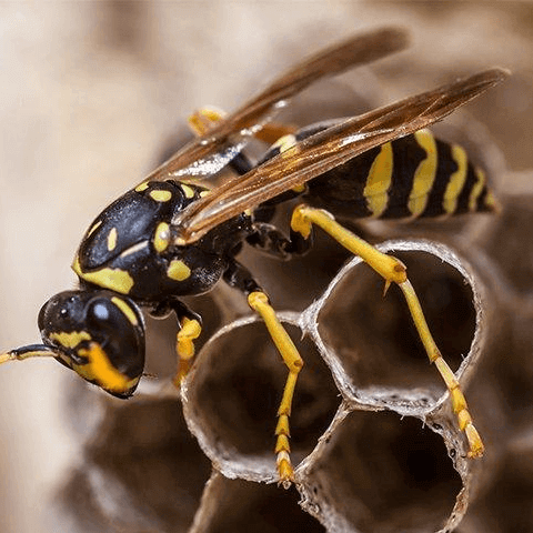 wasp - stinging insects pest control