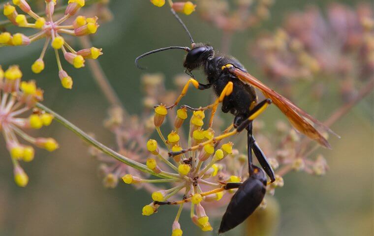 umbrella wasp stinging insects pest control