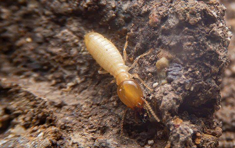 Termite - Termites on Bradenton Property