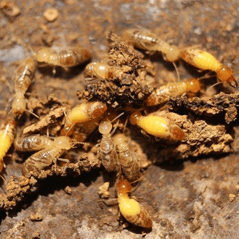 termites - termites pest control