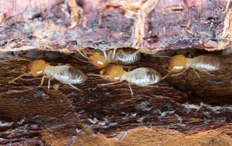 termites infestation - termite pest control parrish