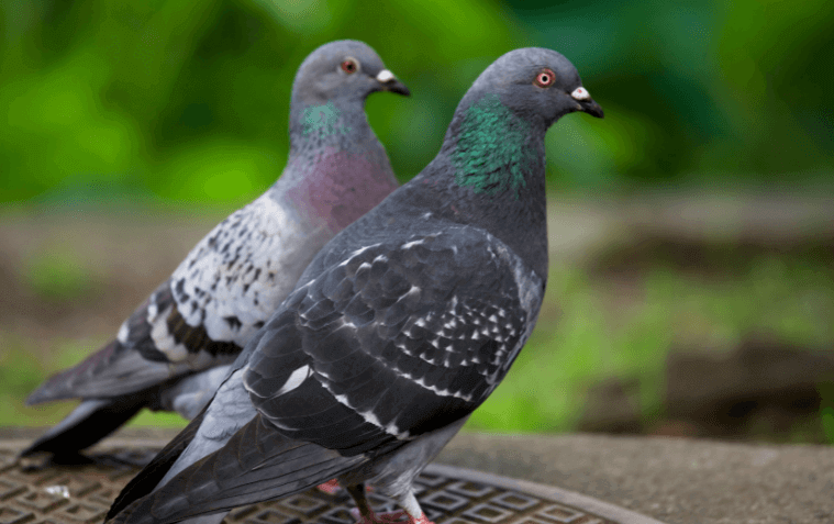 two pigeons standing bird control sarasota
