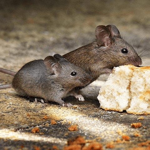 two rat eating leftover food rodent control