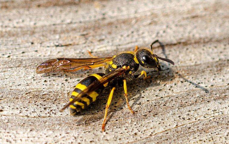 Wasp - keeping dangerous wasps away