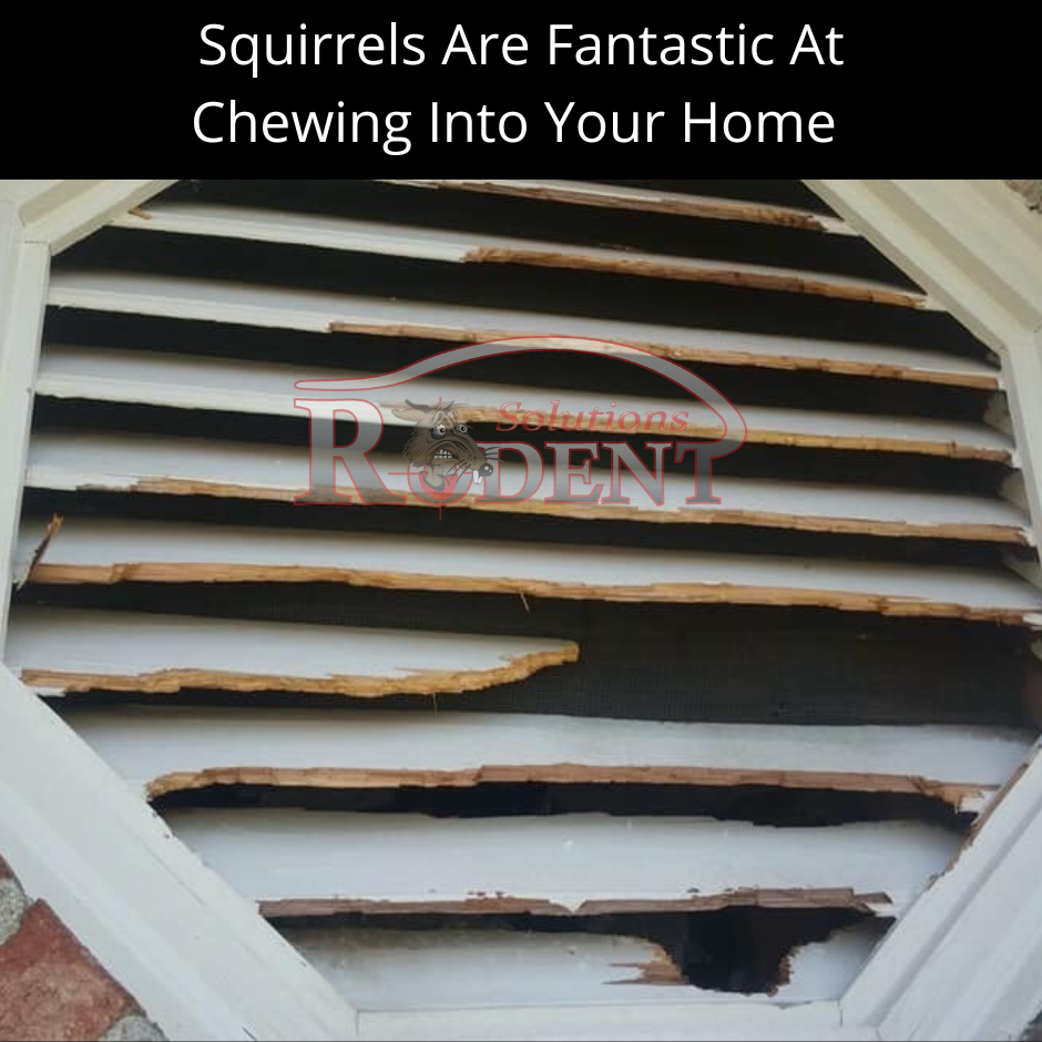 Finding entry points as part of the squirrel removal and control process in Sarasota, Bradenton, Lakewood Ranch, and Parrish.