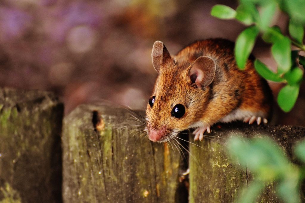 Mouse - Mice Control Services in Lakewood Ranch