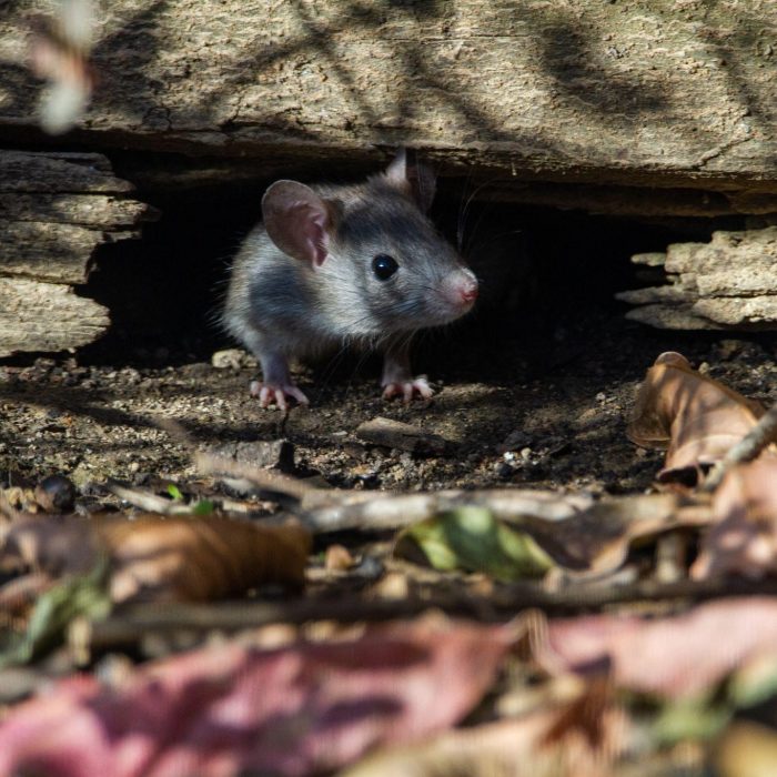 Rat - Rat Control Services in Lakewood Ranch