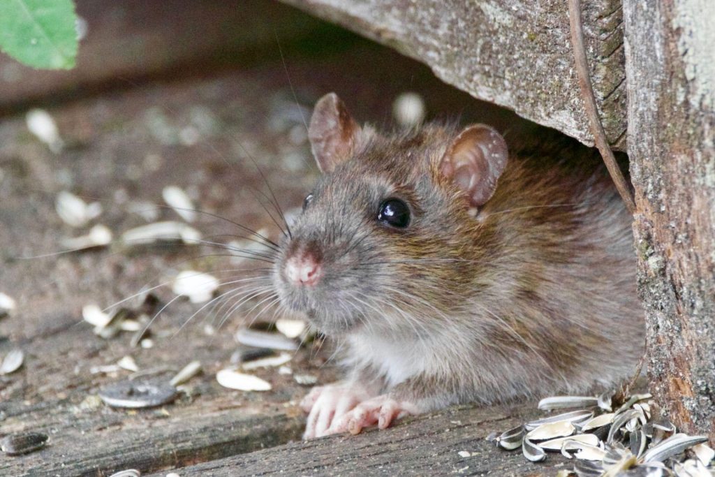 Benefits of Hiring a Professional Rat Dropping Cleanup Company