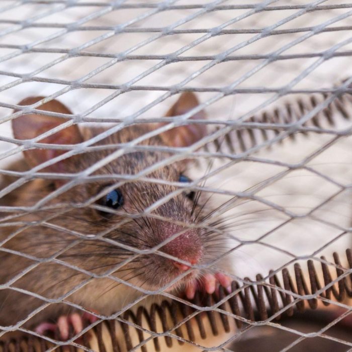 Rat control services in Parrish