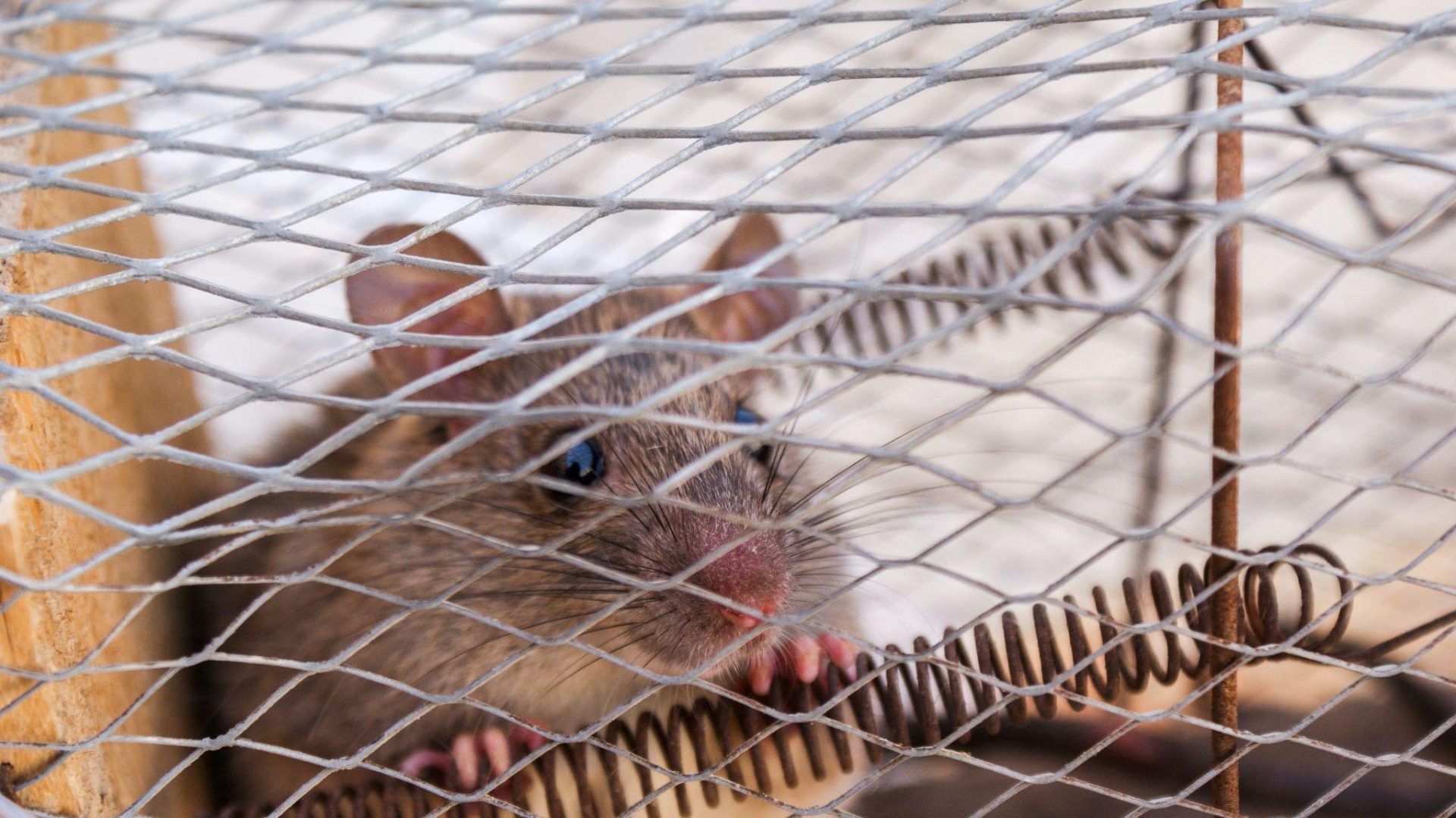 Rat control services in Parrish