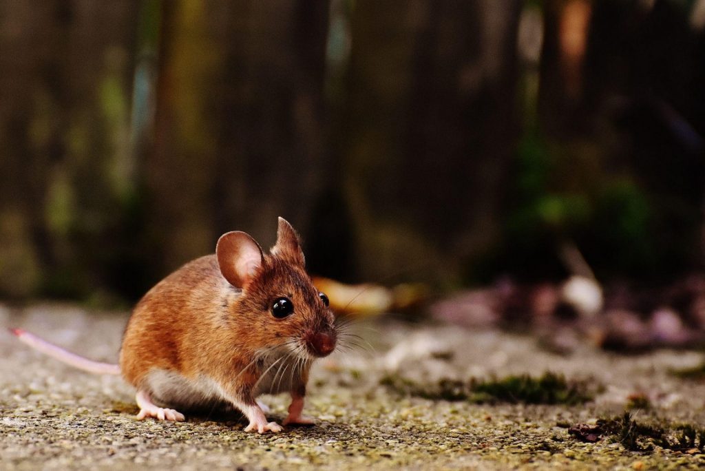 Factors to Consider Before Hiring a Mice Control Professional