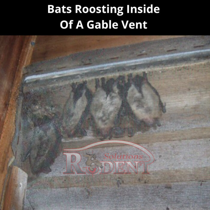 Bats roosting inside of a gable vent - Professional Remove Bats from My Florida Home