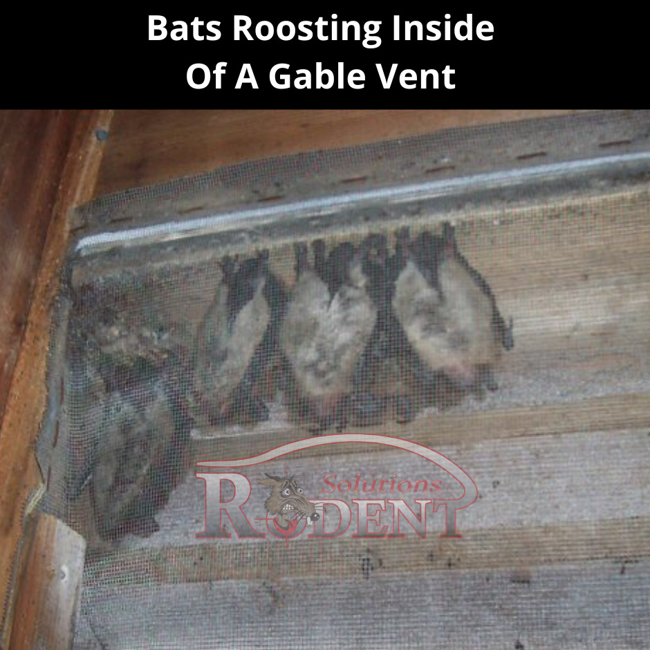 Professional Remove Bats from My Florida Home