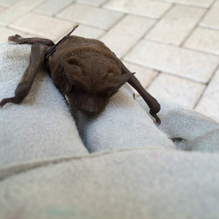 Bat - How Long Does Professional Bat Removal Take