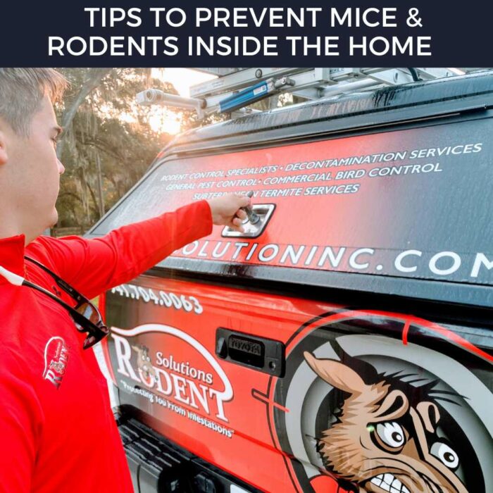 Prevent Mice and Rodents Inside