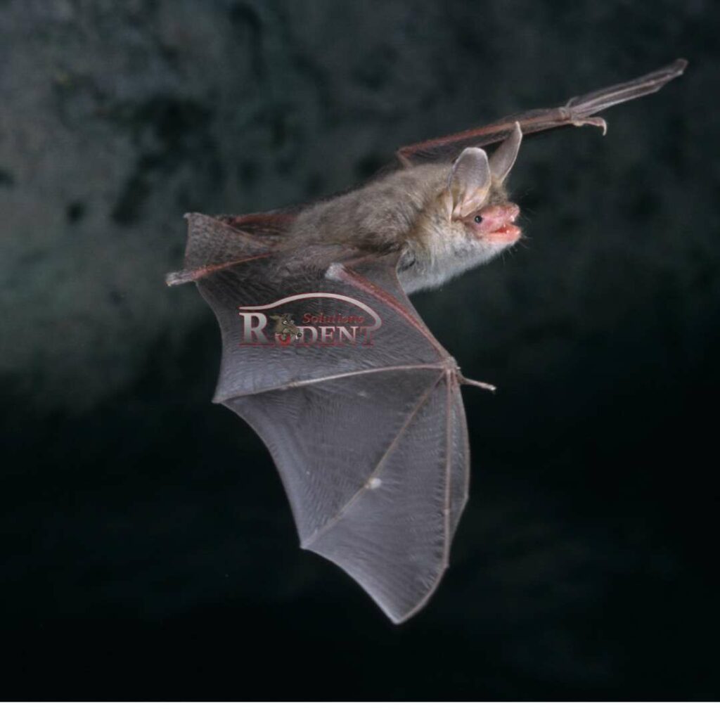 Bats Carry Zoonotic Disease