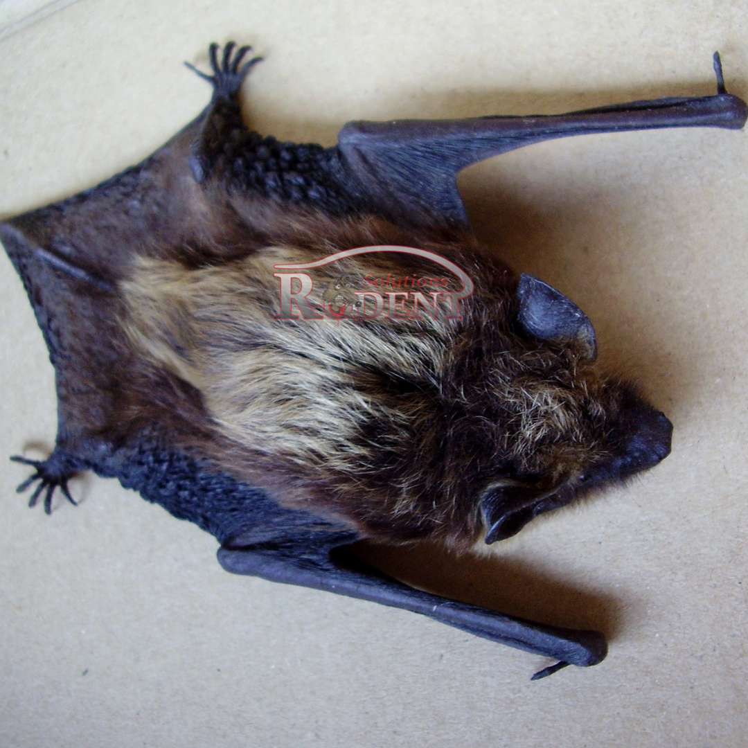 10 amazing things bats can do