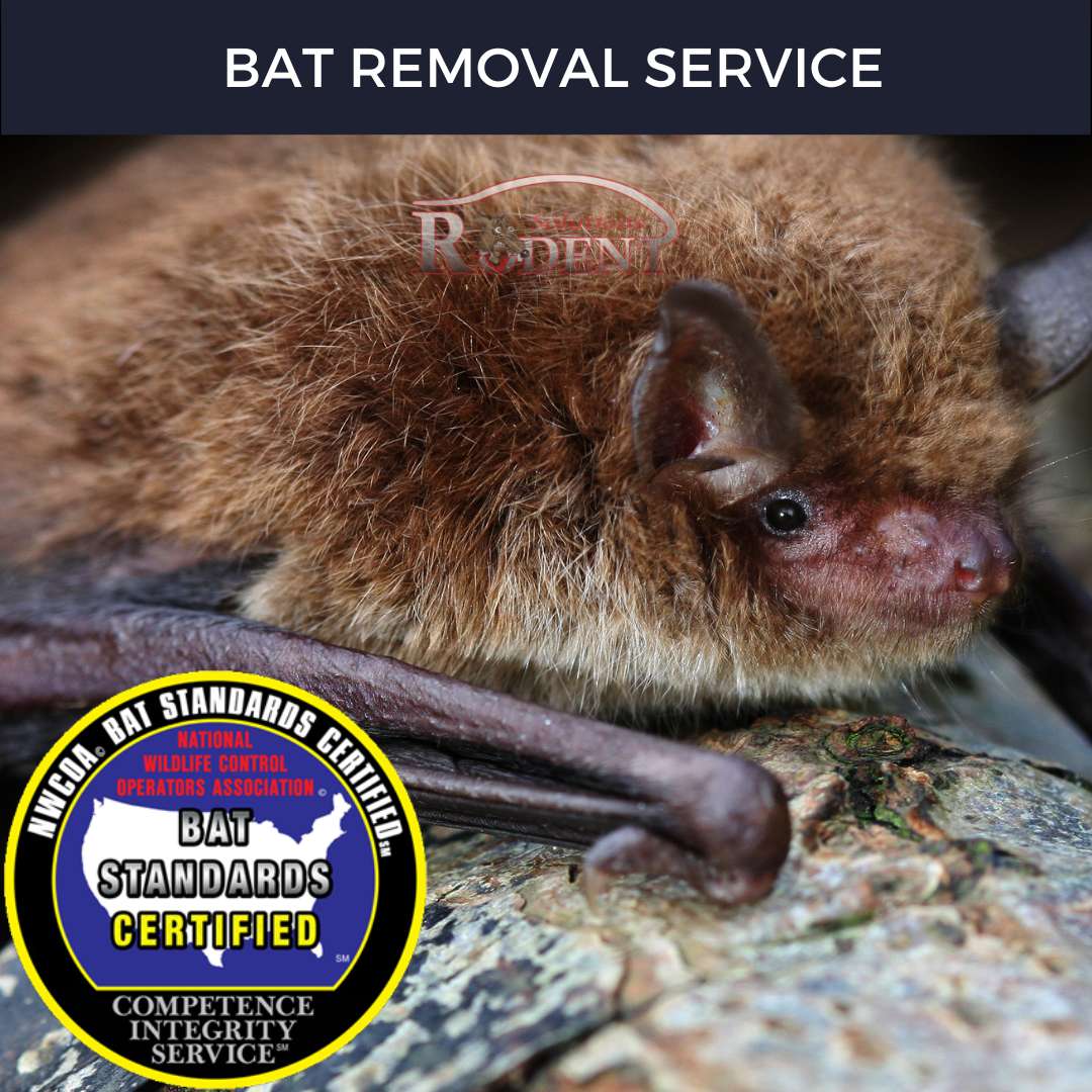 https://rodentsolutioninc.com/wp-content/uploads/2023/01/Bat-Removal-Service-from-Rodent-Solutions-Inc-in-Lakewood-Ranch-Sarasota-Bradenton-Parrish-Florida.jpg