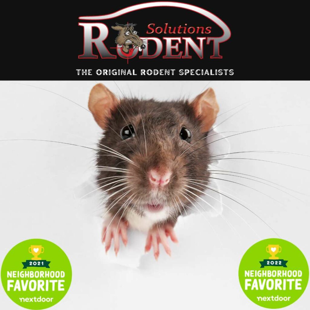 Keep Rodents Away From Your Home or Business