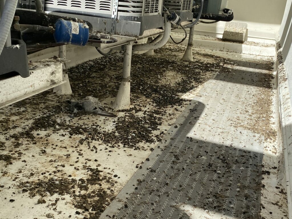 Bird Control - Pigeon Feces Damaging a Roof Coating In Florida- Bird Solutions Inc