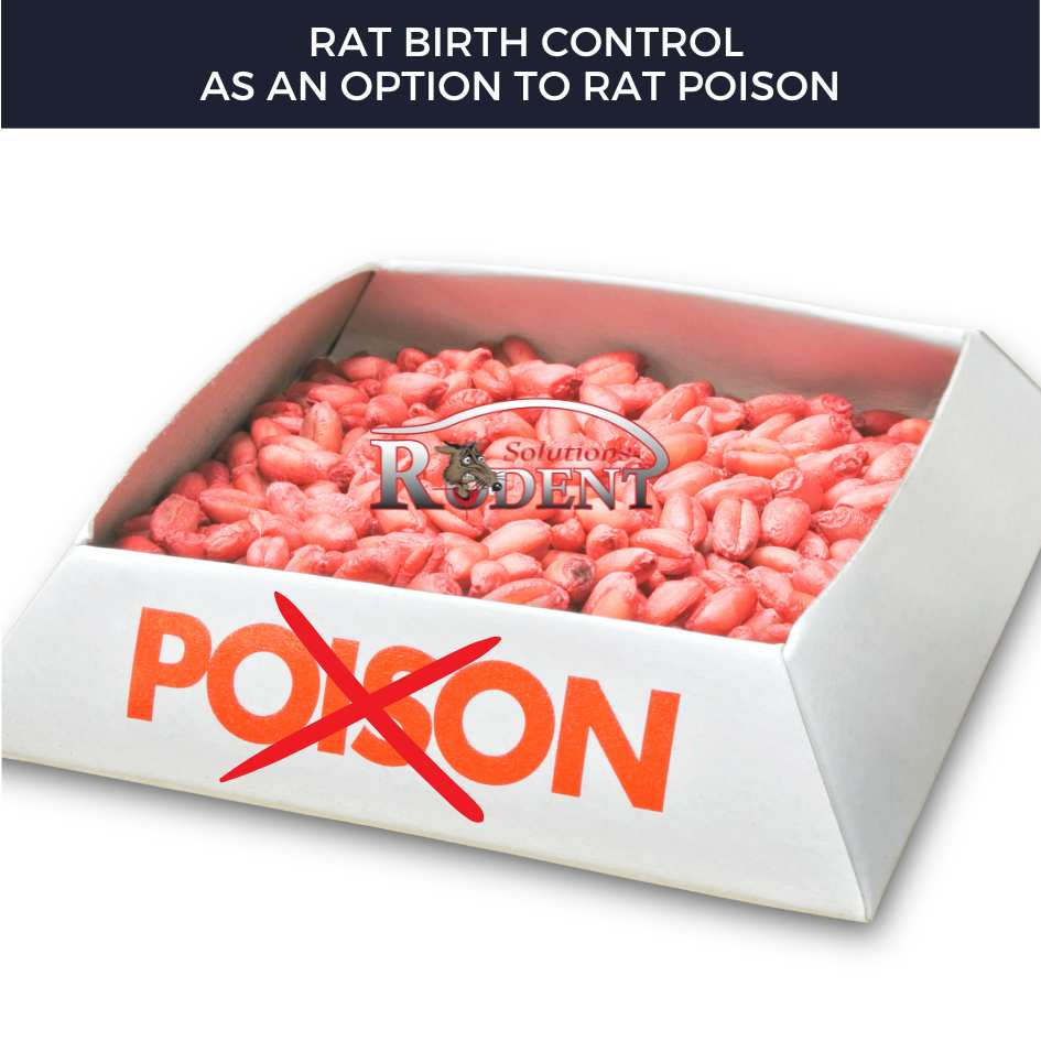 Rodent Control Alternatives to Poison- Rat Birth Control 