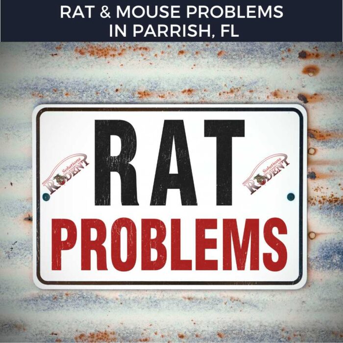 Rat and Mouse Problem