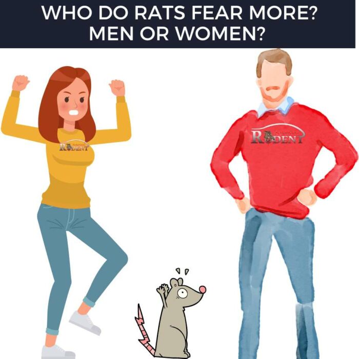 who do rats fear more