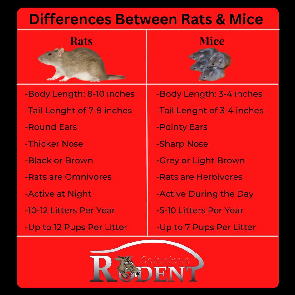 Difference between Rat & Mouse