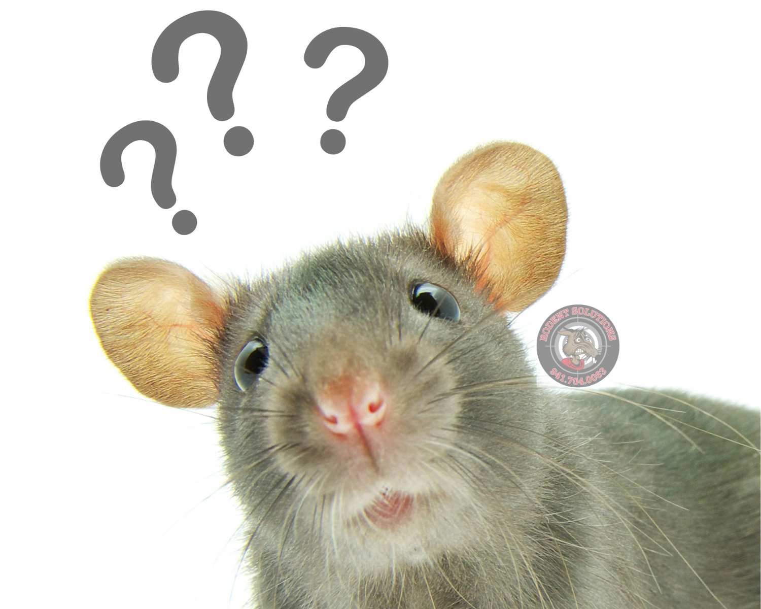 Where Do Rats Live?, Mice & Rat Habitat in Florida