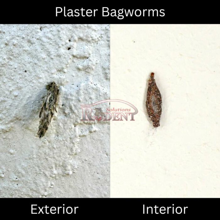 plaster bagworms