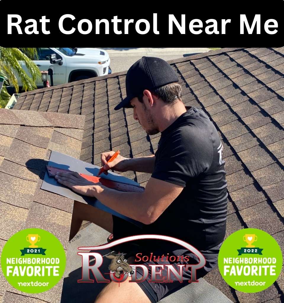 Rat Control Near Me