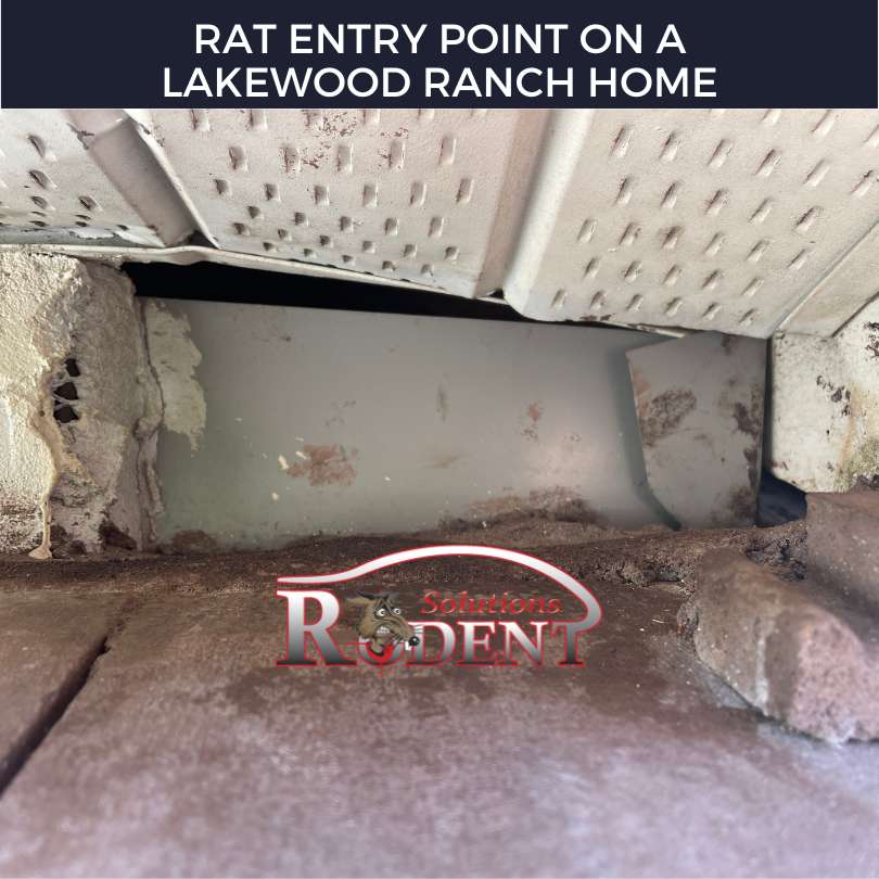 Rat Entry Points in Lakewood Ranch 