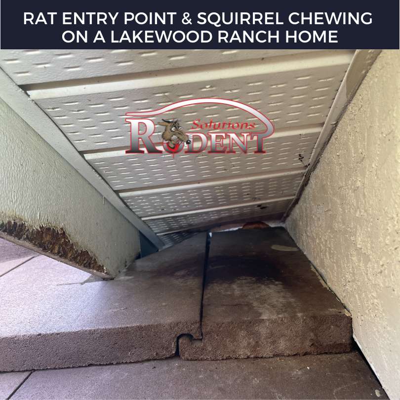 Rat Entry Points