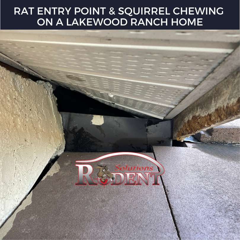 Rat Entry Points in Lakewood Ranch