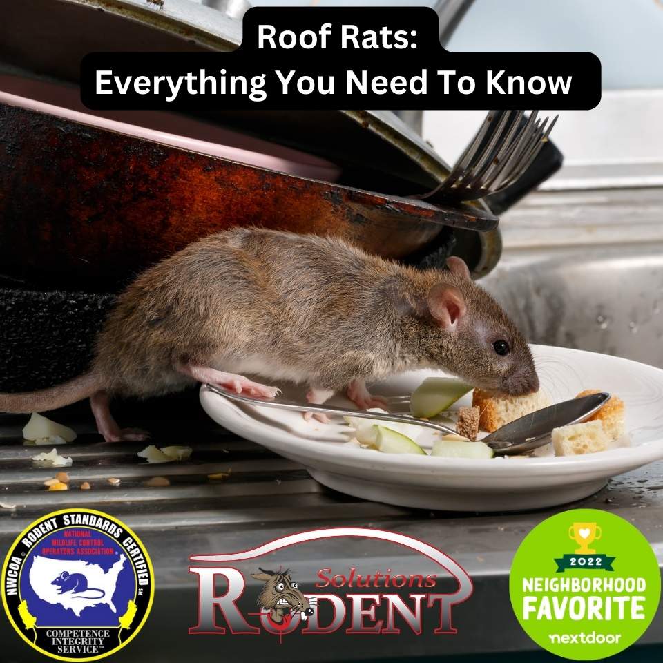 Roof Rat on a plate