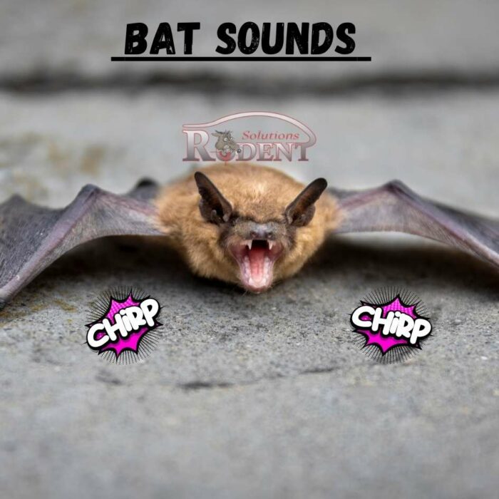 sounds bats make